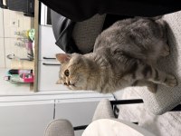 7 aylık british shorthair