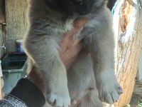 DİŞİ ERKEK 2 ADET KANGAL KÖPEĞİ