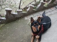 Orjinal ırk german shepperd alman kurdu