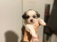 Safkan Rengarenk Shih Tzu Bebeklerimiz