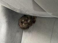 Scottish Fold Bebeğimiz
