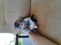 Scottish fold golden