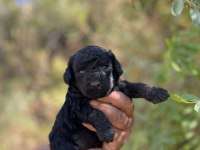 Toy poodle çok tatlı yavrularımız