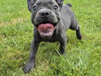 Blue French Bulldog Yavruları İstanbul 