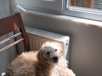 7 aylık maltipoo