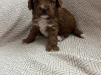 F2 maltipoo biraderler