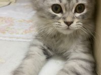 British Longhair 4 aylık