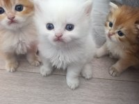 Saf kan golden minik kediler