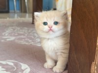 SAF KAN GOLDEN BRİTİSİH