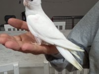 Sevimli kırmızı göz albino sultan papağanı yavrusu