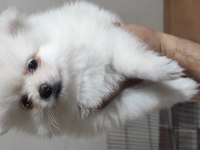 Ayıcık pomeranian yavrularımız teslime hazırdır