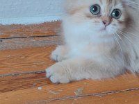 British Longhair Golden