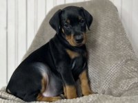 Asil Görünümlü Doberman Yavruları