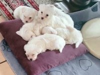 Maltese Terrier Xs Güzeller Güzeli Bebişlerim