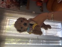 Kore Poodle Dişi