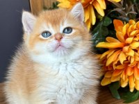 British shorthair golden ay11 ve cy12