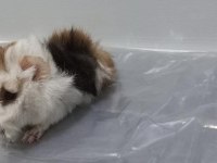 Guinea Pig Yavrular Aynı Gün Set Halinde Teslim
