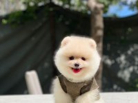 Yeni gelen sevimli pomeranian boo yavrular