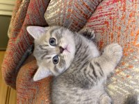Yavru british shorthair kedilerim