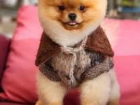 Orjinal ayı surat pomeranian boo