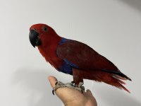 ECLECTUS PAPAĞANI YAVRU