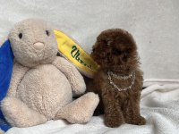 TEACUP 2 KARMA AŞILI POODLE