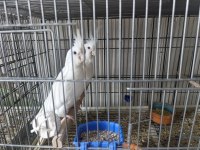 Yavrulu albino kırmızı göz sultan papağanı