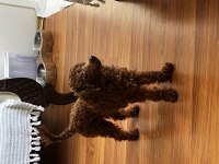 Toy poodle 10 aylık