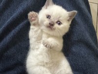 Scottish fold ve british shorthair