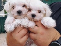 ÜST KALİTE MALTESE TERRİER YAVRULARIMIZ
