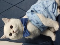 Full Şecereli Safkan British Shorthair Yavrularımız