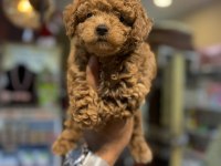 Toy poodle yavrular