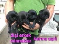 Erkek ve dişi pug