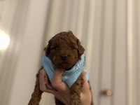 ORJİNAL RED BROWN POODLE YAVRULAR