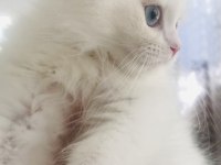 Kar beyaz british longhair mavi gözlü yakışıklı