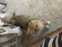 Brıtısh longhair sahiplendirilecek