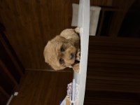 Redbrown Maltipoo 