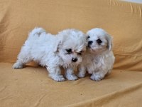 Maltese terrier yavrular