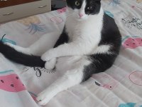 3 yaşında erkek tekir kedimiz kısır