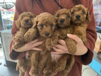 Poodle Miniklerim benim