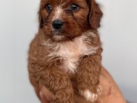 Sağlıklı neşeli ve eğlenceli bebek köpekler