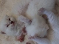 Tombul mavi gözlü beyaz scottish fold yavrular