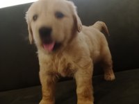 Baby Face Golden Retriever Yavrumuz