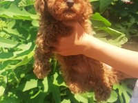 Toy poodle erkek yavru