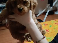 A KALİTE MALTİPOO KÖPEKLER