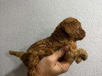 Toy poodle yavrular ırk sağlık garantili