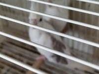 2 yaşında albino heavy 3 yavrulu takım sultan
