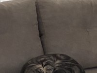 British shorthair duman yeni yuvasını bekliyor