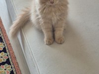 Scottish Fold 4 Aylık Kedimiz