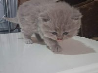 British Shorthair Gri bebeklerimiz
